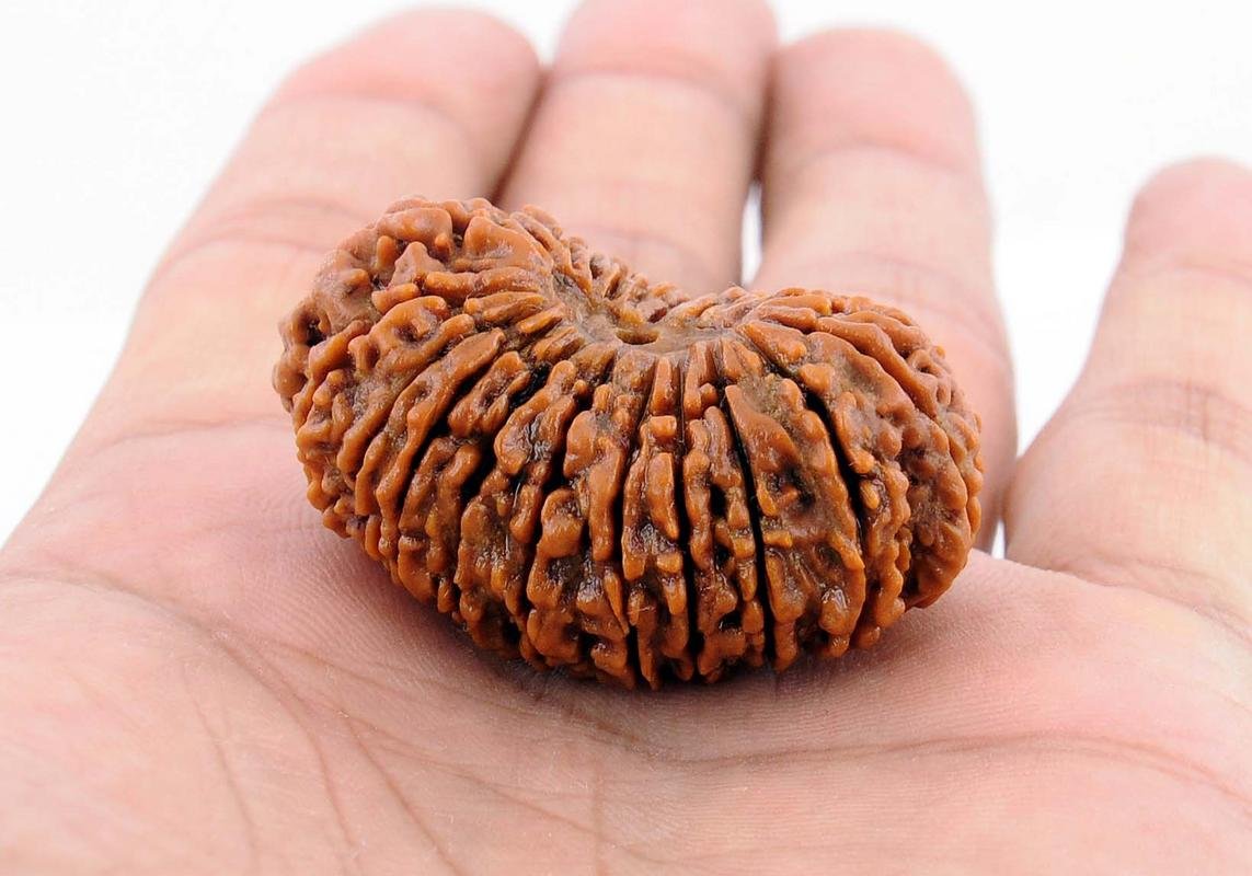 All About 21 Mukhi Rudraksha